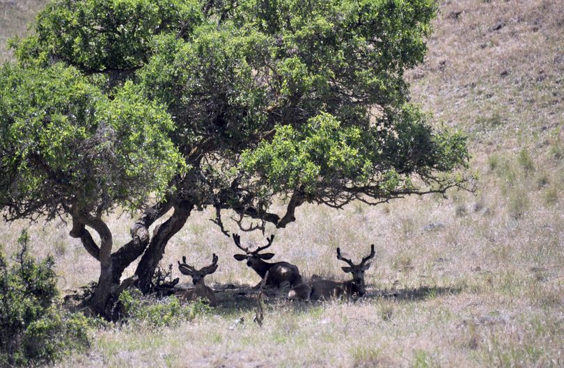 Mule deer bucks in velvet rest in the shade along the Grande Ronde River as anglers drift by. (Rich Landers)
