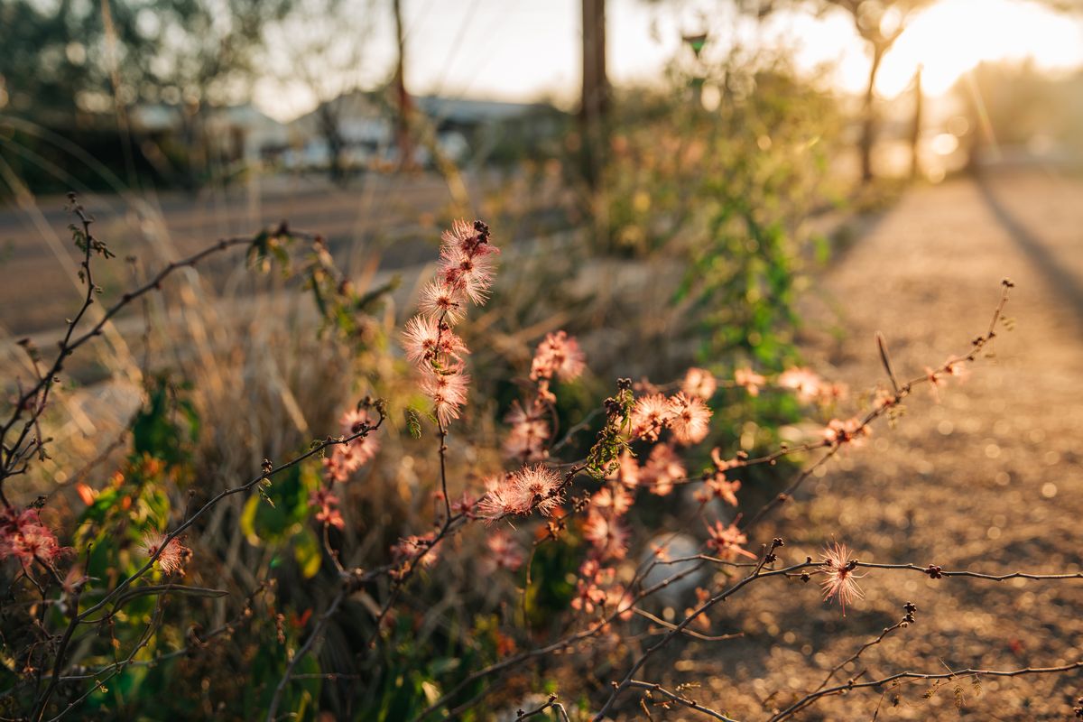 Fairy dusters are among native plants in the landscaping in the Dunlap Springs neighborhood in Tucson, Ariz. The neighborhood has planted 1,700 food bearing native street trees and built basins to collect rainwater to irrigate endemic plants that attract pollinators.  (Courtesy of Caitlin O'Hara)