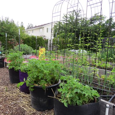 If you don’t have room in your garden plot to plant potatoes, they will grow well in large cloth grow bags or containers.  (SUSAN MULVIHILL/FOR THE SPOKESMAN-REVIEW)