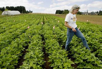 
Liz Nelson, a technical assistant with the Washington State University  Research and Extension Unit in Vancouver, walks through a field with 34 varieties of beans. Associated Press photos
 (Associated Press photos / The Spokesman-Review)