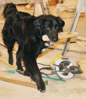 Chevy, the job site dog, is working hard Monday afternoon, April 12, 2010 keeping the Exhibit Hall work area at the fairgrounds in Miles City, Mont.,  free of stray sticksand piling them up in a convenient location near tools. Being an independent contract dog, Chevy is more then willing to prove his work ethic by bringing back any stick you throw. (Steve Allison / Miles City Star)