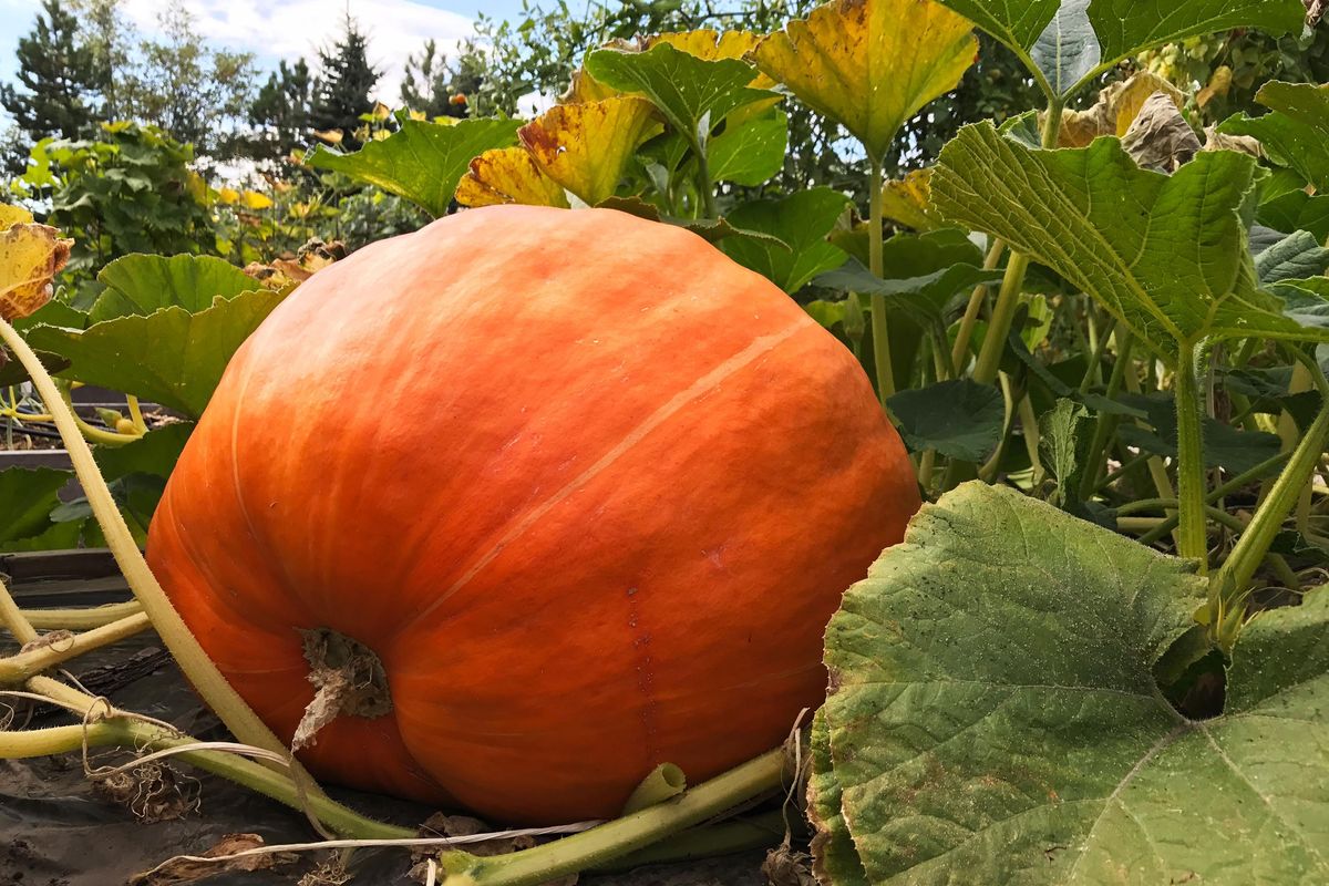 The hot summer temperatures this year were ideal for growing warm-season crops such as pumpkins, peppers, eggplants, tomatoes and melons. (SUSAN MULVIHILL/SPECIAL TO THE SPOKESMAN-REVIEW)