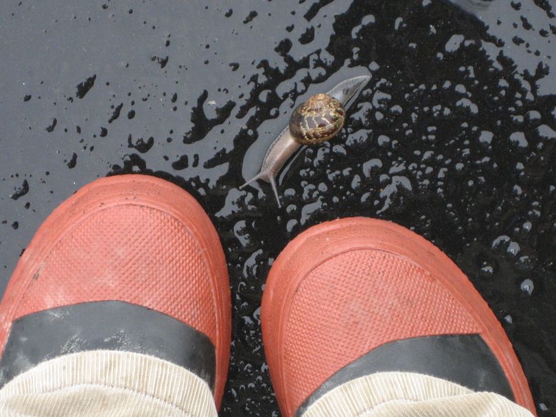 Snail in rain storm. (Brook Landers)