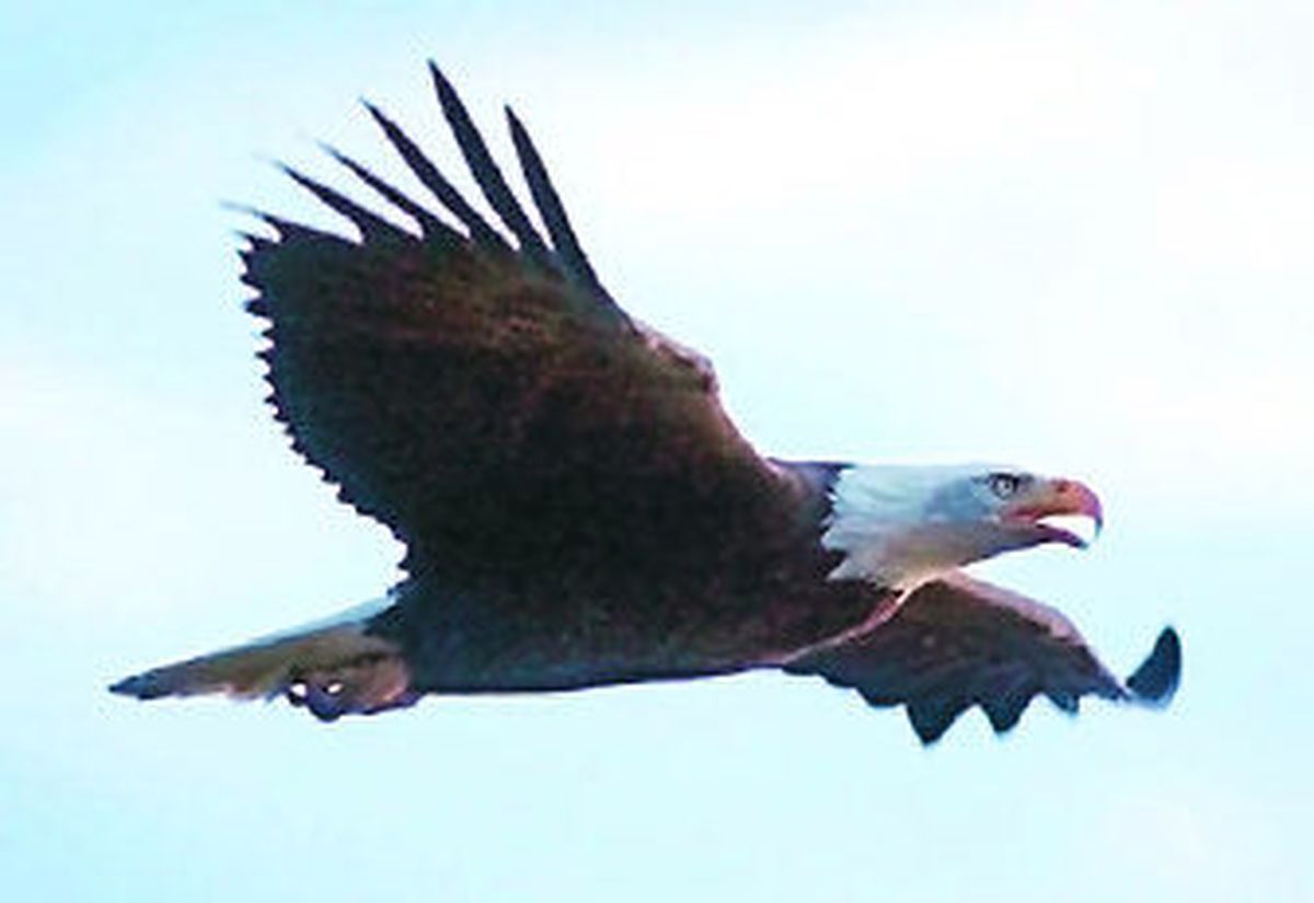 
Bald eagles make a spectacle of themselves by congregating at Lake Coeur d