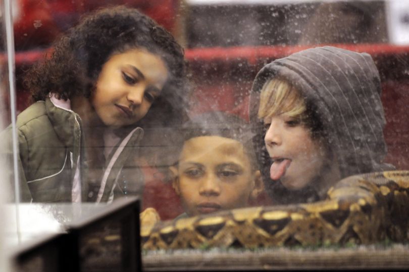 ORG XMIT: IDNCP301 Patrick Adair, 12, of Nampa, Idaho, right, sticks our his tongue as he gets a close look at a common boa constrictor with Olivia Fisher, 5, left, and Isaiah Fisher, 12, middle at the aquarium displays set up by the Idaho Herpetological Society at the Saturday, Jan. 24, 2009 Nampa Customer Appreciation Day at the Nampa Civic Center. (AP Photo/Idaho Press-Tribune, Greg Kreller)  ** MANDATORY CREDIt ** (Greg Kreller / The Spokesman-Review)