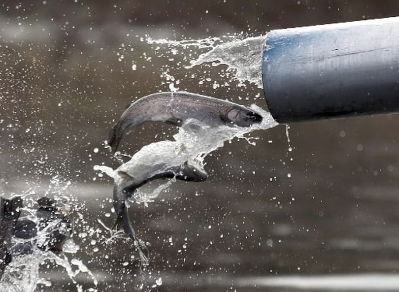 Catchable-size rainbow trout flow into an Eastern Washington lake out of a state Department of Fish and Wildlife hatchery truck.  (Colin Mulvany)