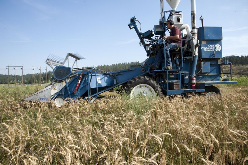 Dan Westacott, of Crop Production Services, harvests wheat at the East Valley Farm and Community Garden on Thursday. (Dan Pelle)