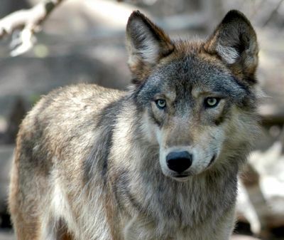 In this July 16, 2004, file photo, a gray wolf is seen at the Wildlife Science Center in Forest Lake, Minn. (Dawn Villella / associated press)