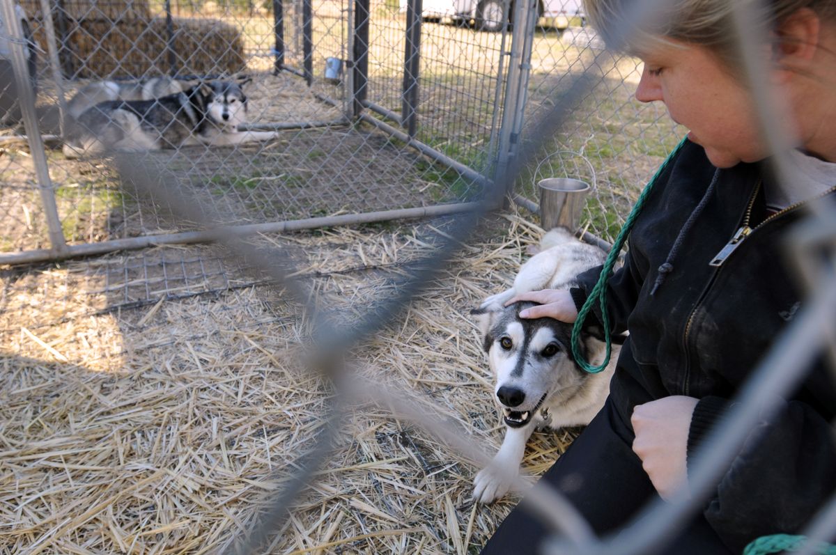 Tracie Franke comforts Lily at her home in the rural Deer Park area Tuesday, where she is caring for eight huskies. (Jesse Tinsley / The Spokesman-Review)