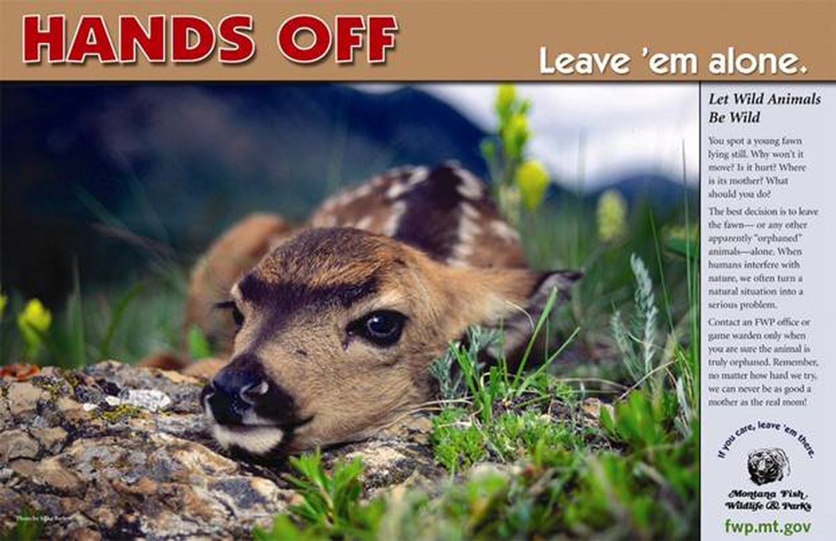If you care, leave wild animals there