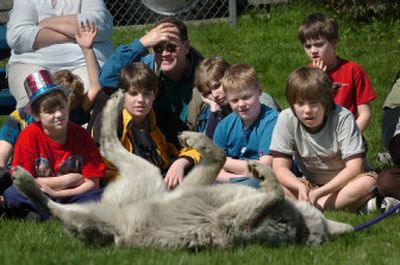 A group of visitors to the annual Earth Day celebration at the Harding Family Center in Coeur d'Alene watches as Maggie, a gray wolf, stops and rolls in the grass during a talk Saturday by wolf educators Kent Weber and Tracy Brooks, of Silver Cliff, Colo. 
 (Jesse Tinsley / The Spokesman-Review)