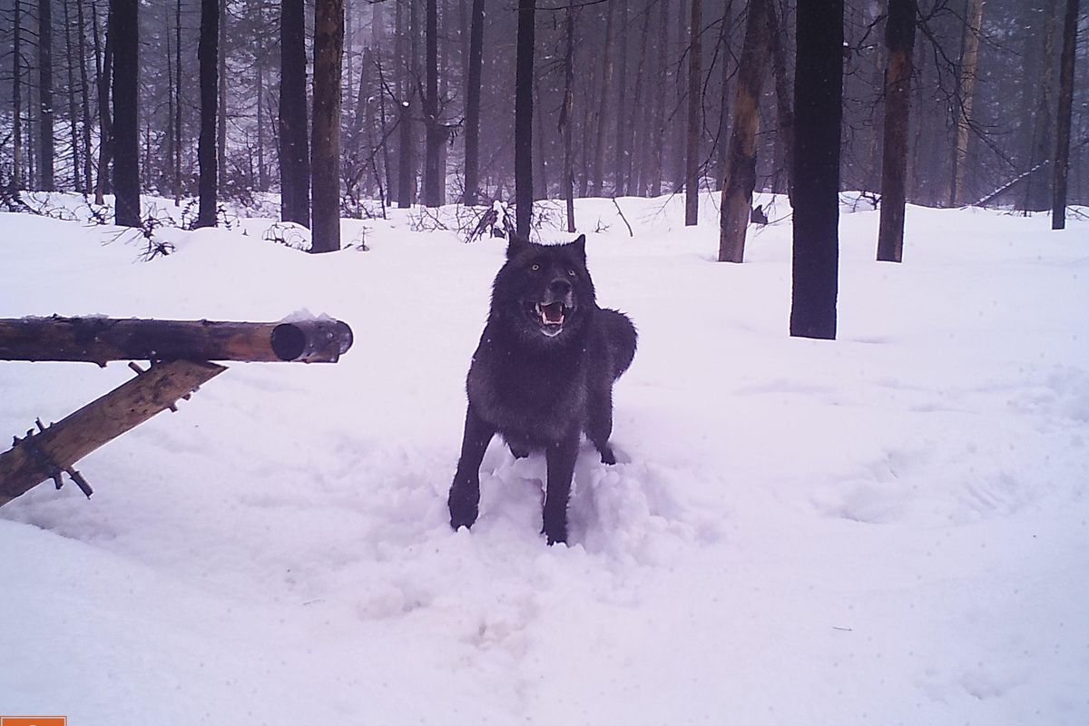 A wolf as seen near Steven Pass in February 2019. Conservation Northwest sets a number of remote camera stations to document wolverines between Stevens Pass and Leavenworth. They consistently documented wolves in this area going back to 2015, most are likely members of the Teanaway Pack. (Conservation Northwest / COURTESY)