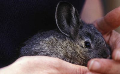 
 This Oregon Zoo photo shows a Columbia Basin pygmy rabbit in their captive breeding program. According to a report Wednesday, the last male purebred Columbia Basin pygmy rabbit has died. 
 (Associated Press / The Spokesman-Review)