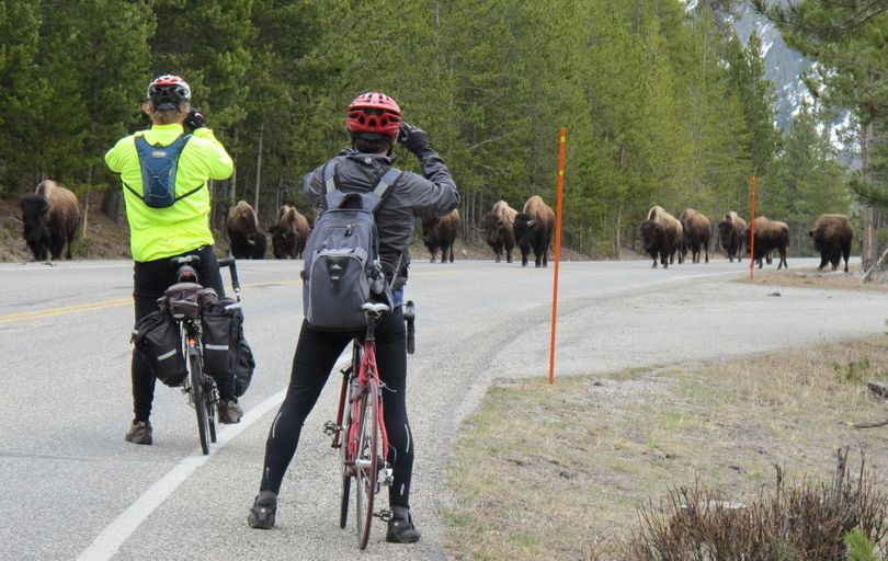 Cyclists encounter bison in Yellowstone National Park while touring during spring, prime time to enjoy the park’s wildlife with a minimum of vehicular traffic. Visitors spent almost $382 million in communities near Yellowstone last year. (File)