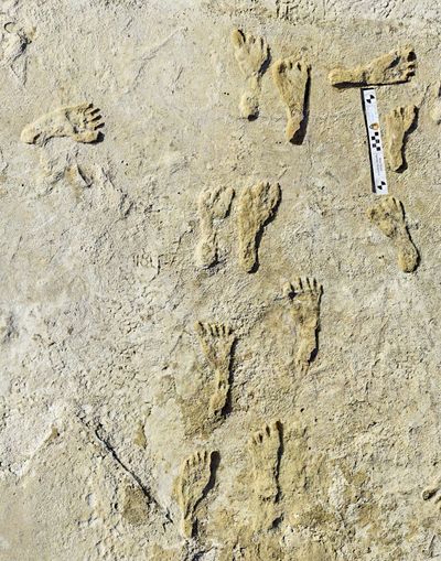 This undated photo made available by the National Park Service in September 2021 shows fossilized human fossilized footprints at the White Sands National Park in New Mexico. According to a report published in the journal Science on Thursday, Sept. 23, 2021, the impressions indicate that early humans were walking across North America around 23,000 years ago, much earlier than scientists previously thought.  (HOGP)