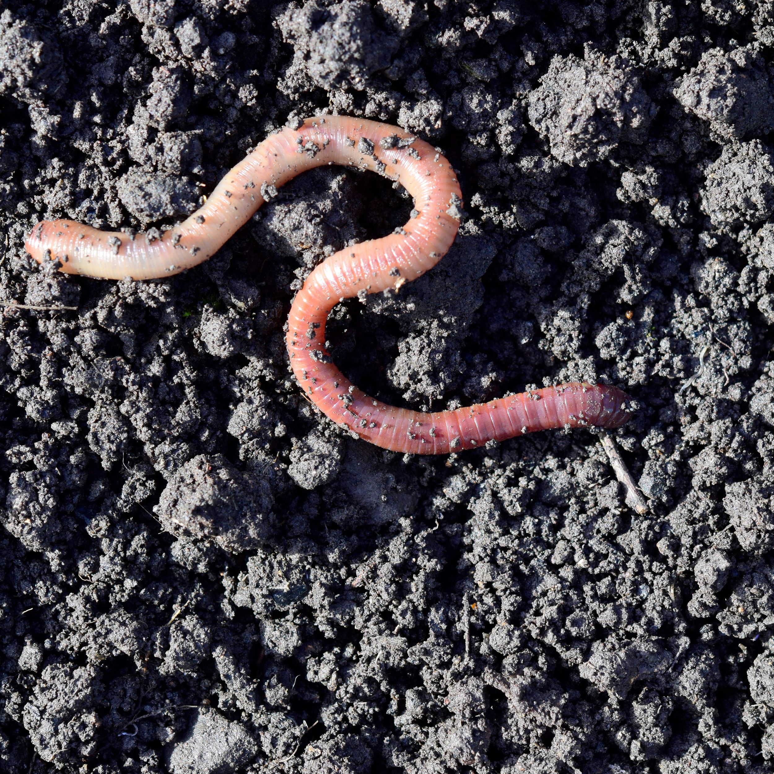 earth?) worm, How do you photograph worms anyway? I really…