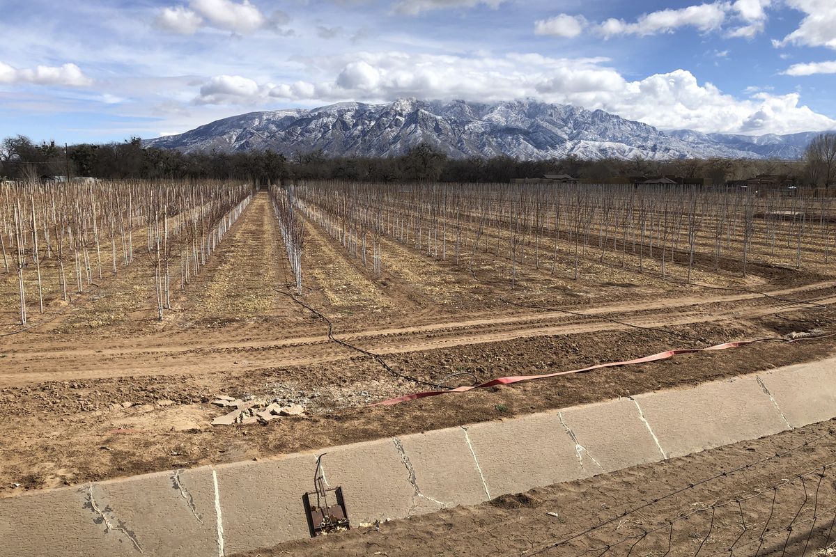 FILE - In this Feb. 17, 2021, file photo, an empty irrigation canal lines a tree farm in Corrales, N.M., as snow covers the Sandia Mountains in the background. Rainstorms grew more erratic and droughts much longer across most of the U.S. West over the past half-century as climate change warmed the planet, according to a sweeping government study released, Tuesday, April 6, 2021, that concludes the situation in the region is worsening.  (Susan Montoya Bryan)