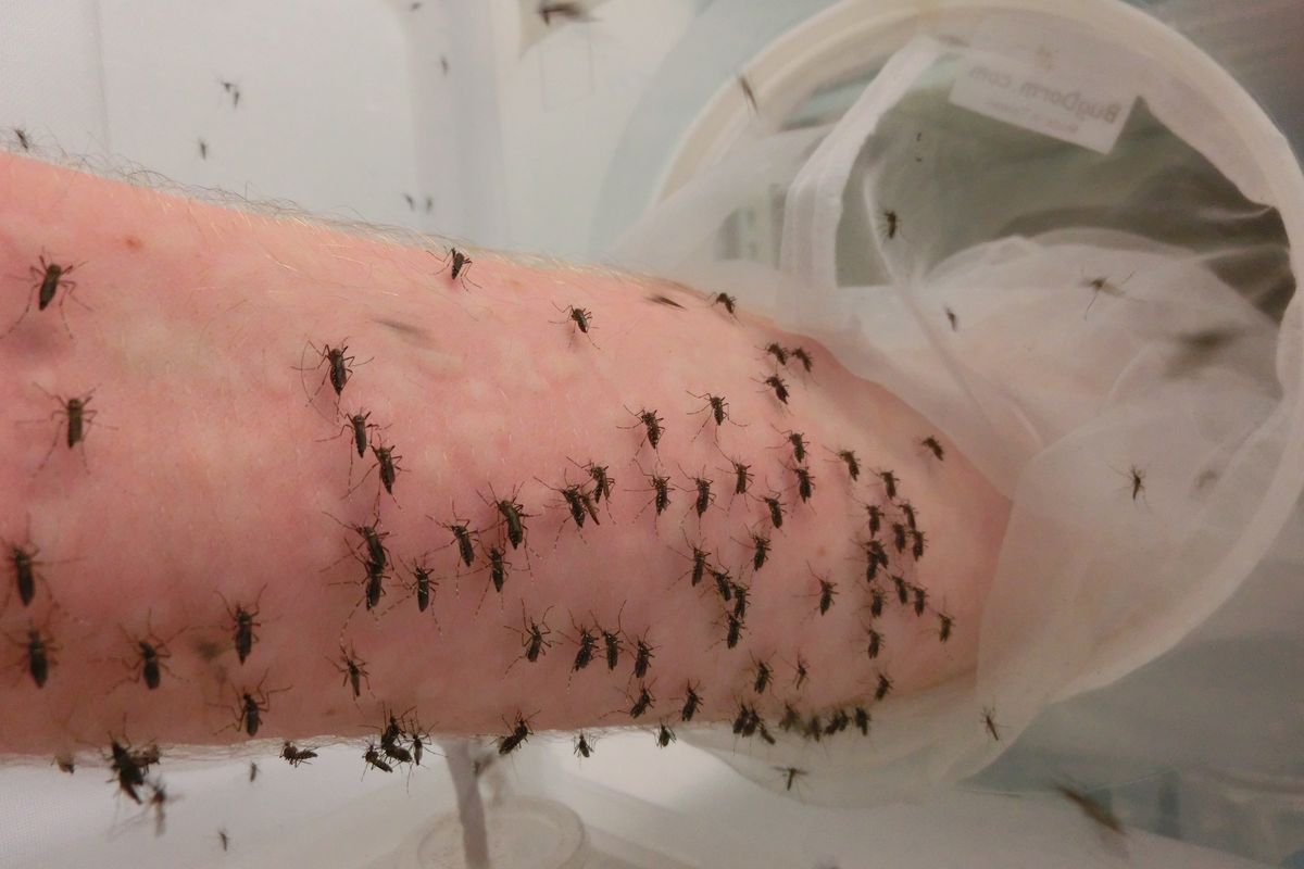 Mosquitoes feed on research fellow Perran Ross’s arm.  (Courtesy of Perran Ross)