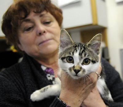 ''Eve,'' the Itty Bitty School Bus Kitty, is held by Freeman Transportation Supervisor Charlotte Trejbal. (J. Bart Rayniak)