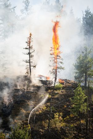 A firefighter sprays water onto a burning tree Monday as crews from several area agencies responded to a wildland fire near Q'Emiln Park in Post Falls. (Shawn Gust/press)