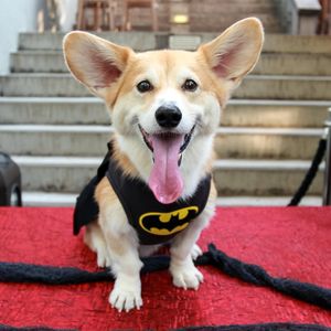 This photo provided by Marc Dalangin shows his Welsh corgi, Wally, dressed in a Batman costume for Halloween. Wally has dressed as a banana, a dinosaur, Michael Jackson and Elvis. He doesn’t go out anymore. People come to see him instead, or visit him on Instagram, with 63,000 followers, and Facebook, with 12,000 followers. (Marc Dalangin / Associated Press)