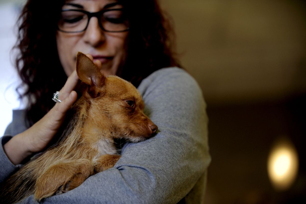 Rhonda Reed, of Sandpoint, holds Shrimp, a small terrier she adopted at Panhandle Animal Shelter in Ponderay, Idaho, on Sunday. (Kathy Plonka)