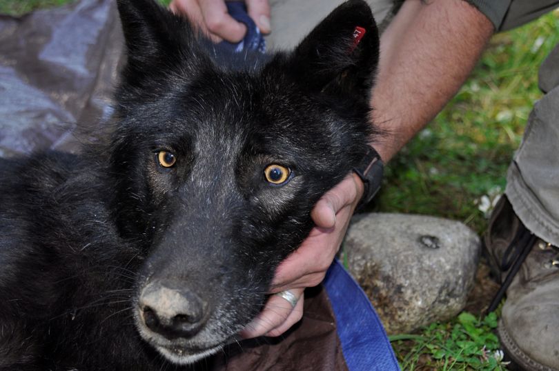 The Ruby Creek wolf was trapped, radio collared and released by Washington Department of Fish and Wildlife biologists in 2013 (Rich Landers)