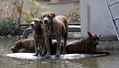 
Dogs on Monday sit atop a car in New Orleans, waiting for their owners' return.
 (The Spokesman-Review)