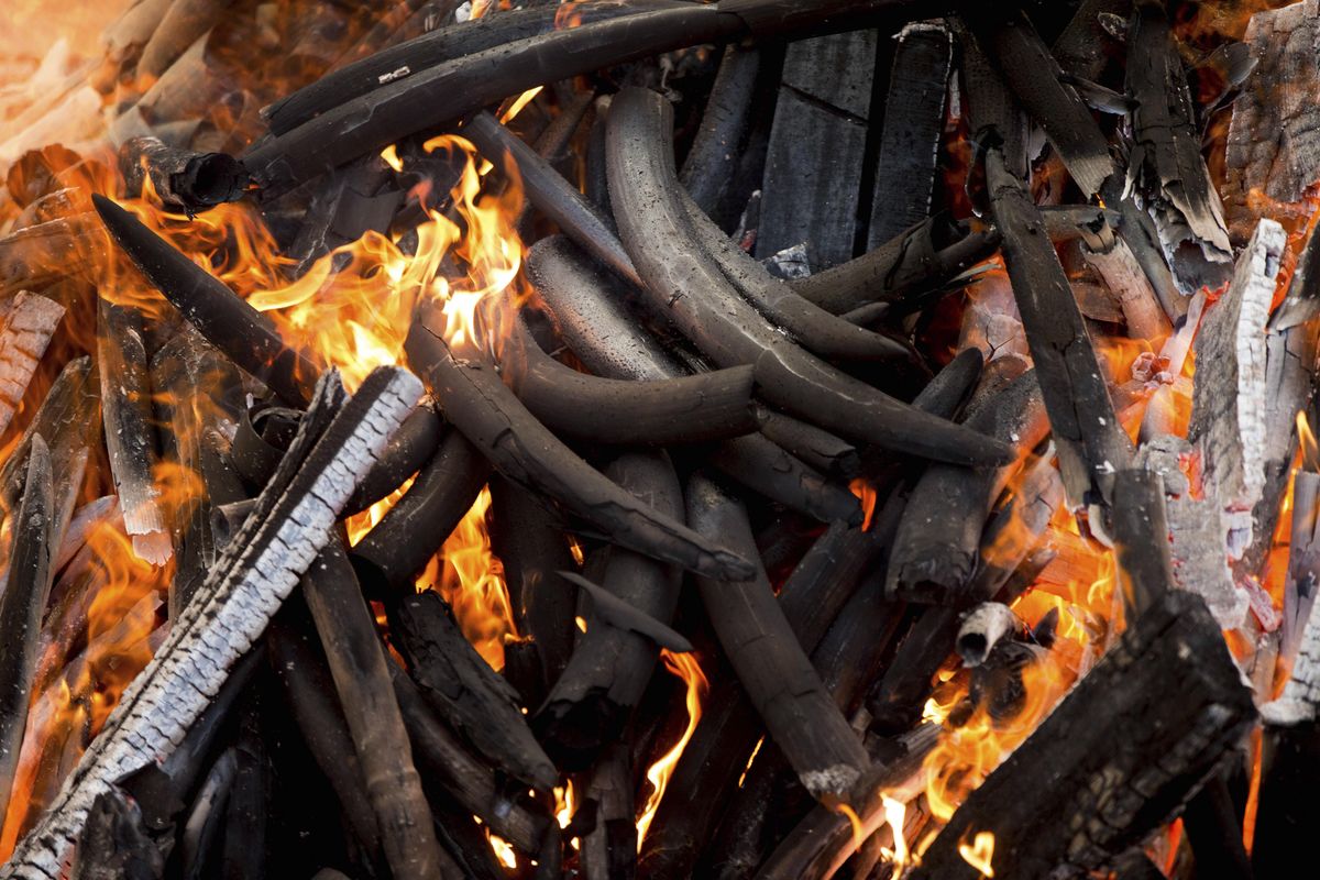 Charred Elephant tusks burn during the first Cameroon Ivory Burn, at the Palais des Congres in Yaounde, Cameroon, in April 2016. The Chinese government said in a statement released on Friday Dec. 30, 2016, it will shut down its official ivory trade at the end of 2017 in a move designed to curb the mass slaughter of African elephants. (Associated Press)