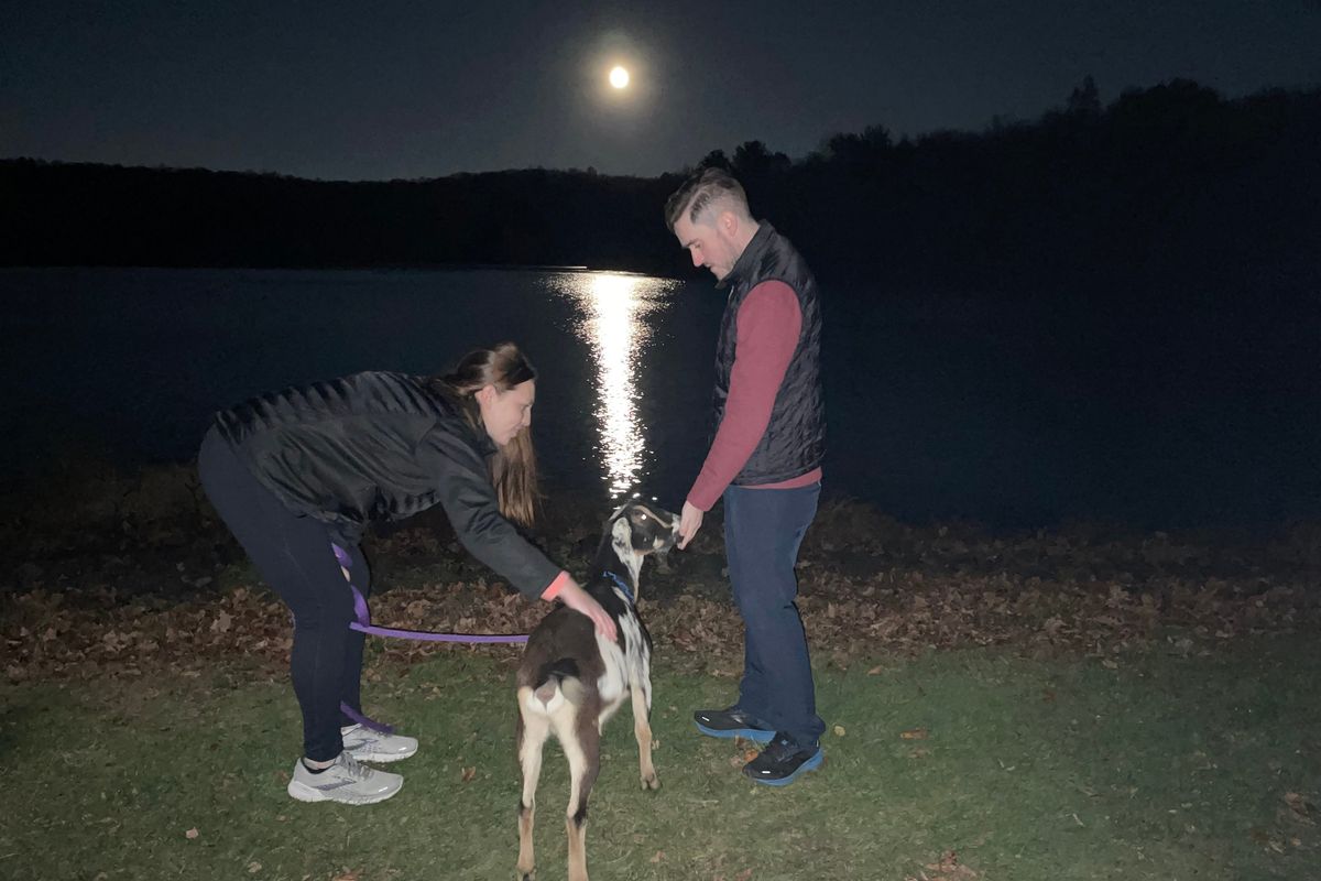 In an undated image provided to The New York Times, a full-moon goat hike offered by Bradley Mountain Farm by a lake in Southington, Conn. Travel adventures, from goat hikes to snorkeling, get even better when they’re done under the stars.  (Courtesy)