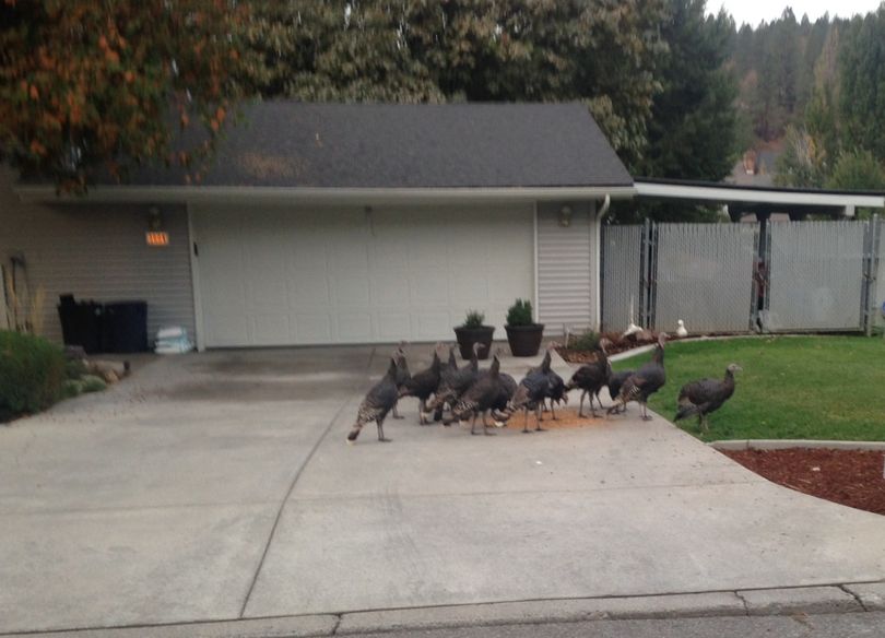 Wild turkeys feed on grain spread in the driveway of a Spokane Valley home.