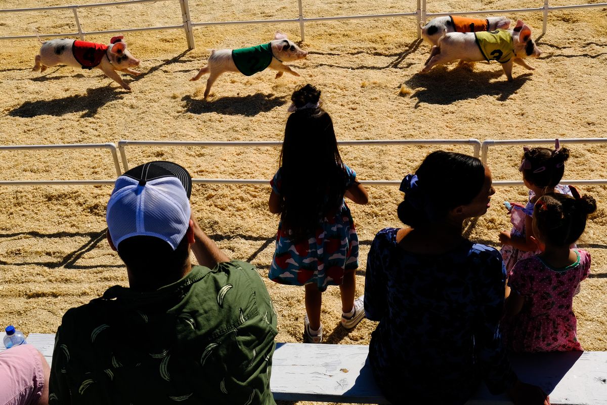 The All Alaskan Racing Pigs race to the delight of children and adults at the Spokane County Interstate Fair on Tuesday, Sep 14, 2021, in Spokane, Wash.  (Tyler Tjomsland/The Spokesman-Review)