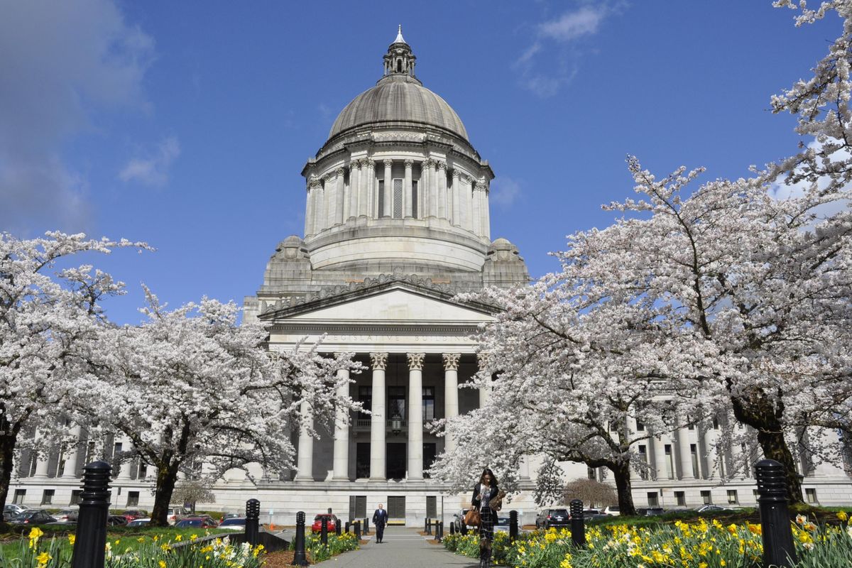 Flowering cherry trees and daffodils line the walkway to the south entrance of the domed Legislative Building in Olympia this week. (Jim Camden/The Spokesman-Review)