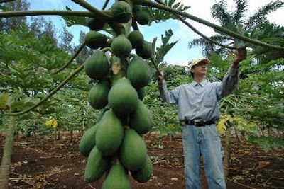 
Papaya farmer, Albert Kung checks the leaves on a genetically engineered papya tree at Kamilya Farm in Laie, Hawaii, Hawaii has, for better and worse, long-served as the world's largest outdoor biotechnology lab. 
 (Associated Press / The Spokesman-Review)