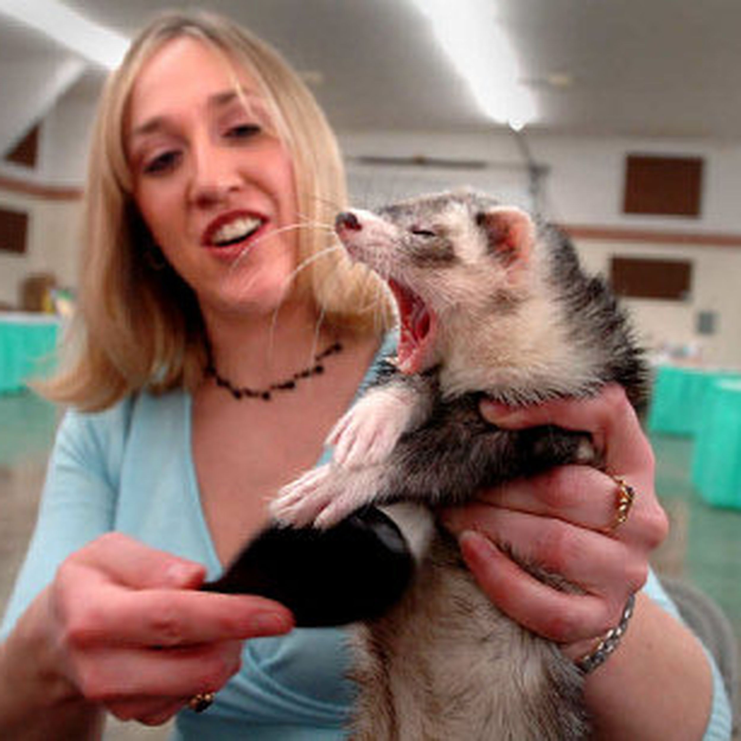 Truth Is Ferrets Found Lovable The Spokesman Review