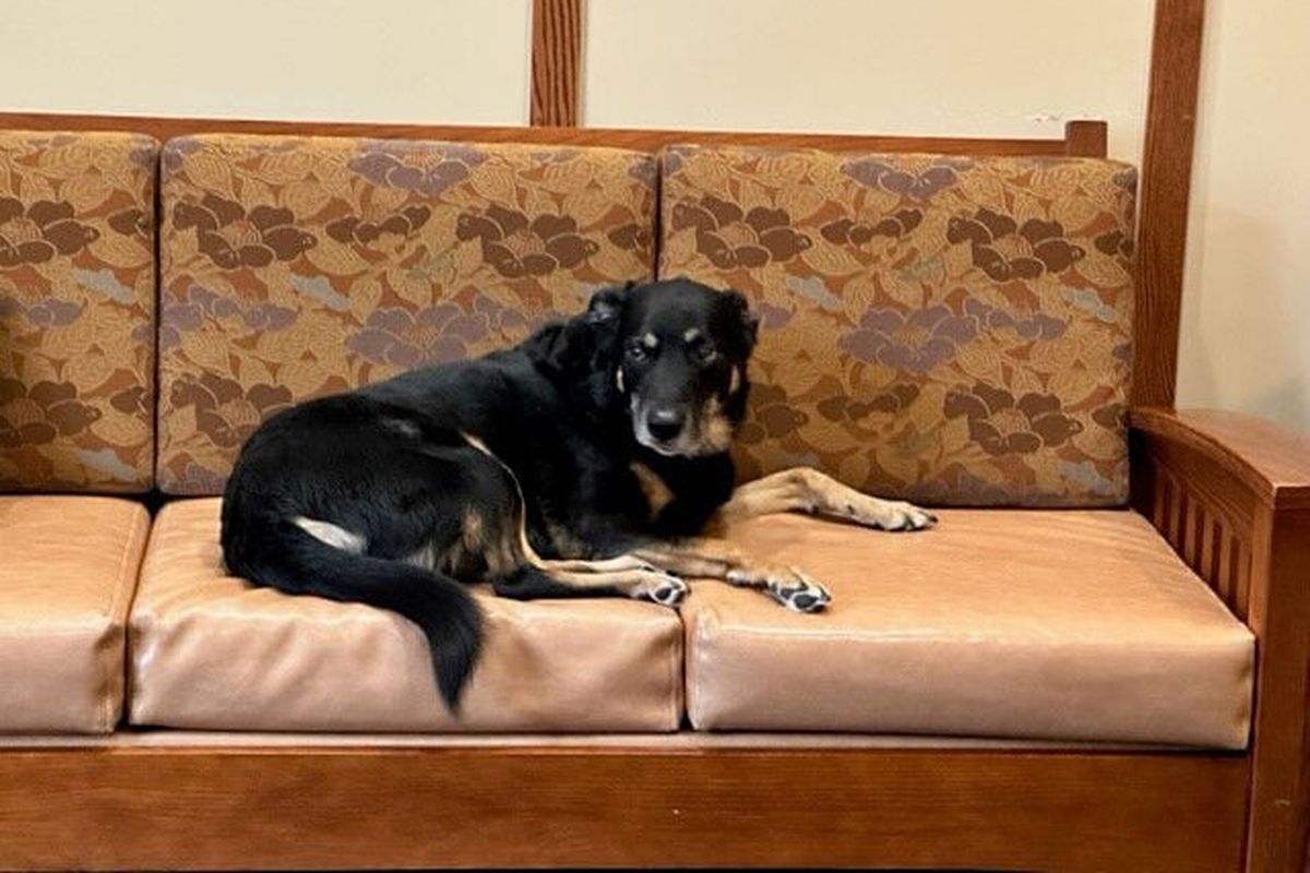 Scout, a stray mutt, relaxing in the lobby of Meadow Brook Medical Care Facility, a nursing home in Bellaire, Mich.    (Meadow Brook Medical Care Facility/Handout)