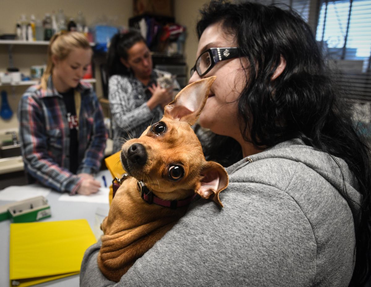 Kristina Rapozo presents three-year-old Ginger at the UGM vet clinic, Wednesday, Jan. 9, 2019. (Dan Pelle / The Spokesman-Review)