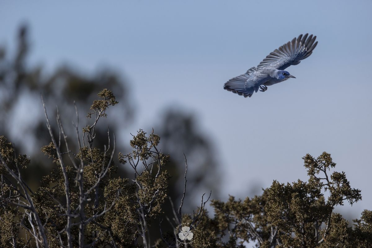 In this undated image provided by Christina M. Selby, a single pinyon jay flies over a juniper tree in northern New Mexico. The environmental group Defenders of Wildlife announced Tuesday, April 26, 2022, that it is petitioning the U.S. Fish and Wildlife Service to protect the bird under the Endangered Species Act.  (Christina M. Selby)