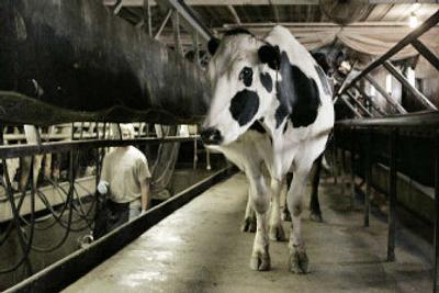 
A cow heads to a milking station at Cedar Summit Farm near New Prague, Minn., as milker Scott Lambert follows. 
 (Associated Press / The Spokesman-Review)