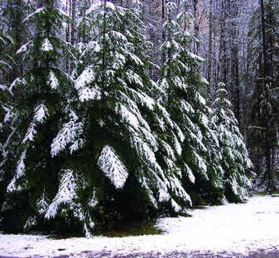 
Snow outlines cedar branches at the South Fork Silver Creek trailhead. 
 (Photo by Nancy Lemons Special to Travel / The Spokesman-Review)