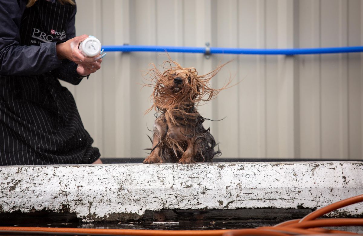 2019 Spokane Kennel Club Dog Show at the fairgrounds May 26, 2019