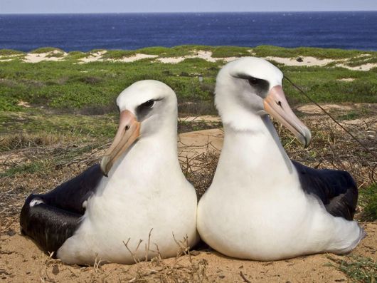 Hawaii prep school grad gets 45 days in jail for killing protected