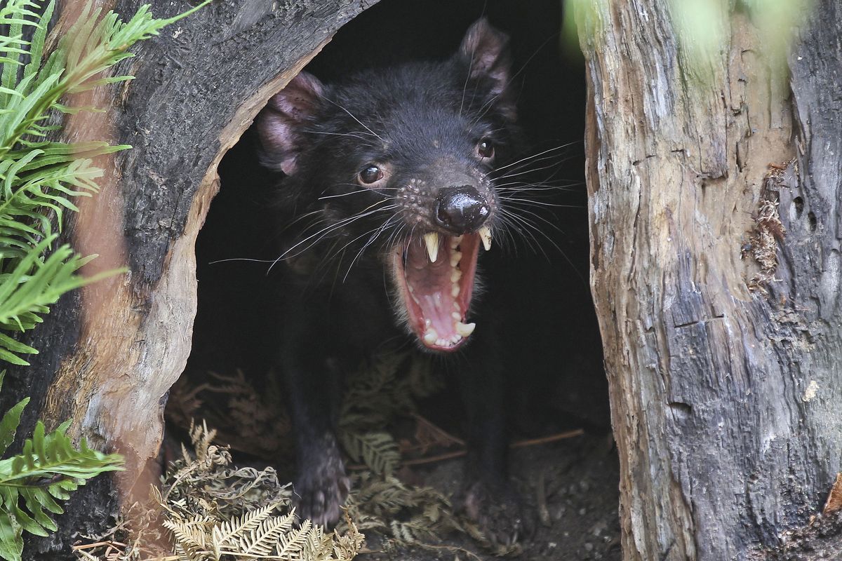 Big John the Tasmanian devil growls from the confines of his tree house in 2012 as he makes his first appearance at the Wild Life Sydney Zoo in Sydney.  (Rob Griffith)
