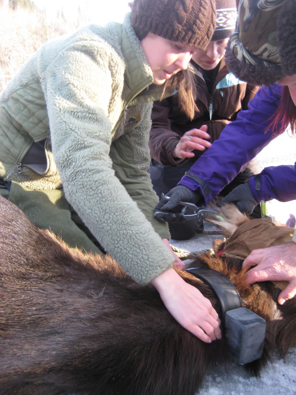 Idaho Fish and Game wildlife biologist Barb Moore collars an elk in the St. Joe River Basin in 2015. (Idaho Fish and Game / Courtesy)