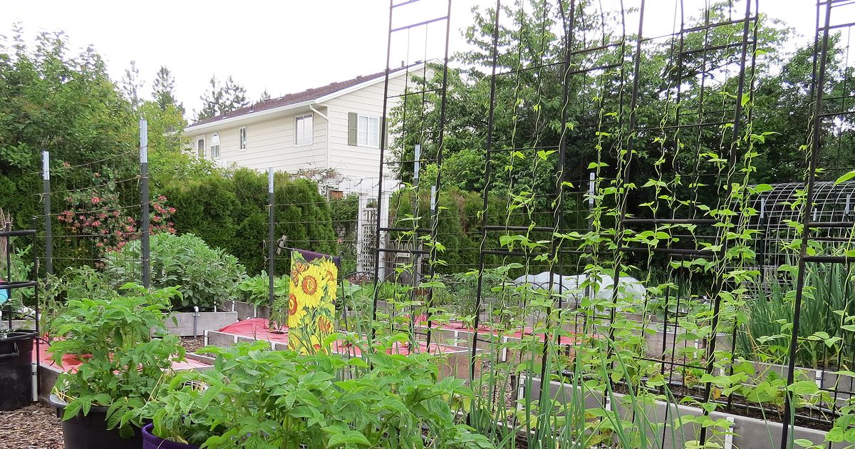 In the Garden: Potatoes are a beautiful and bountiful addition to the