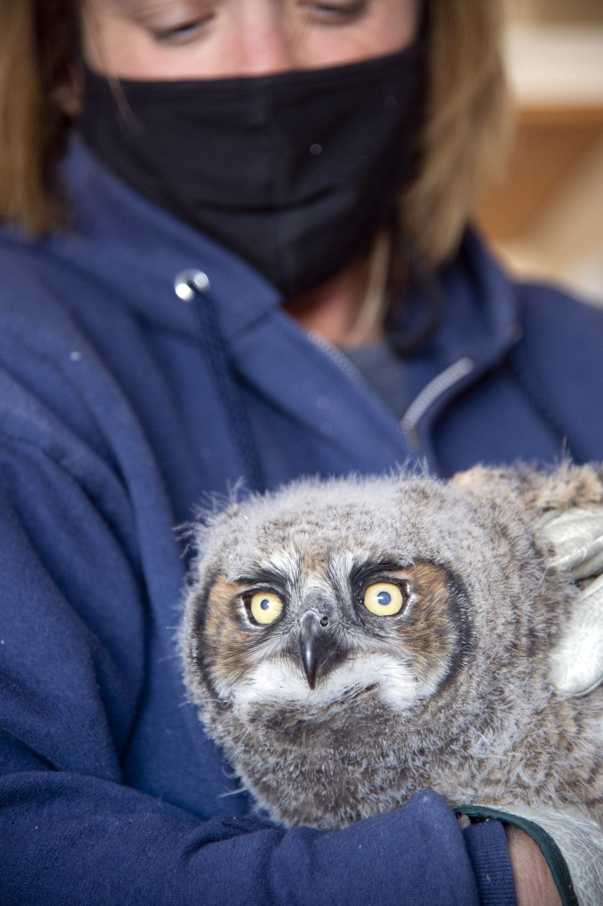 Tina Penny, a volunteer with Birds of Prey Northwest, holds a month-old baby great horned owl that she is caring for until she can return it to an adult owl’s nest.  (Jesse Tinsley/The Spokesman-Review)