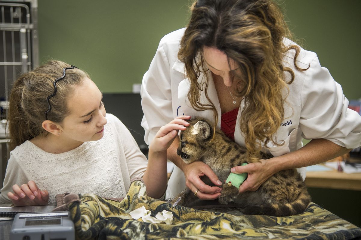 As Dr. Jocelyn Woodd removes an IV tube, the veterinarian’s daughter Jessica, 11, helps calm a 3-week-old cougar kitten at the Mt. Spokane Veterinary Hospital on Thursday in Mead. Once rehabilitated, the kitten will have a new home at ZooAmerica in Hershey, Pa. (Colin Mulvany)