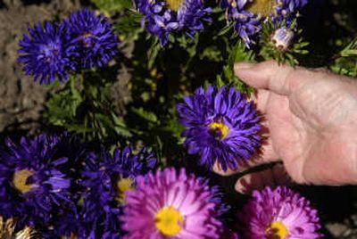 Darlene Reilly holds an astor in her garden along the side of her north Spokane home.
(Photos by Jed Conklin/ / The Spokesman-Review)