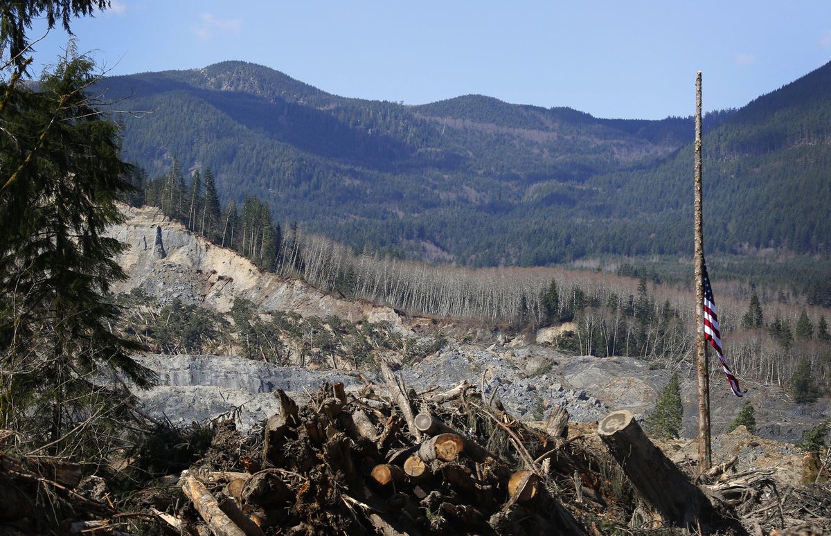 Massive tree that withstood deadly Oso mudslide comes down | The ...