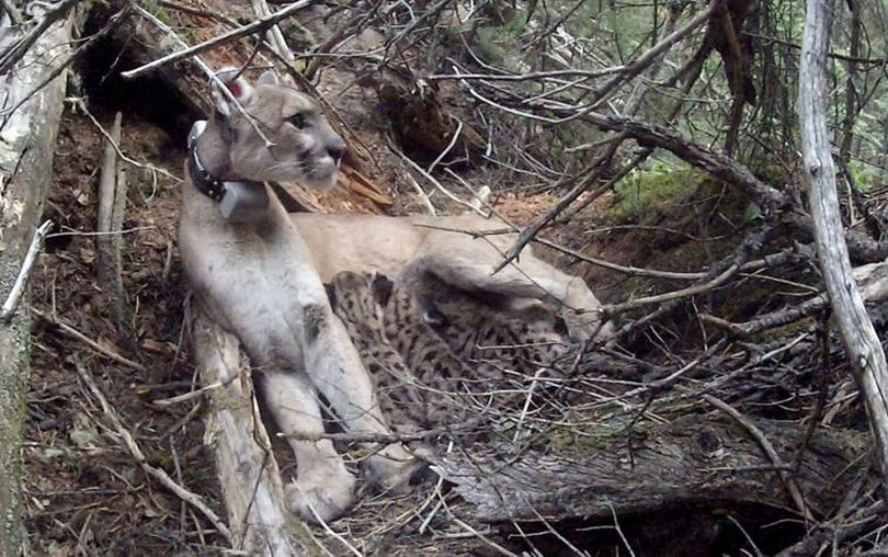 Biologists documented F109, a Teton Cougar Project research cat, making a rare wolf kill in early November. Here she nurses her three cubs in a previous photo. (Mark Elbroch / Teton Cougar Project )